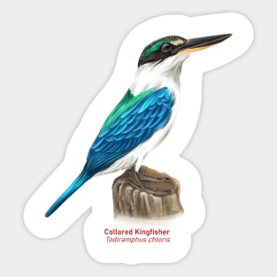 Collared kingfisher | Todiramphus chloris Sticker